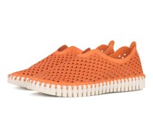 CALA 905